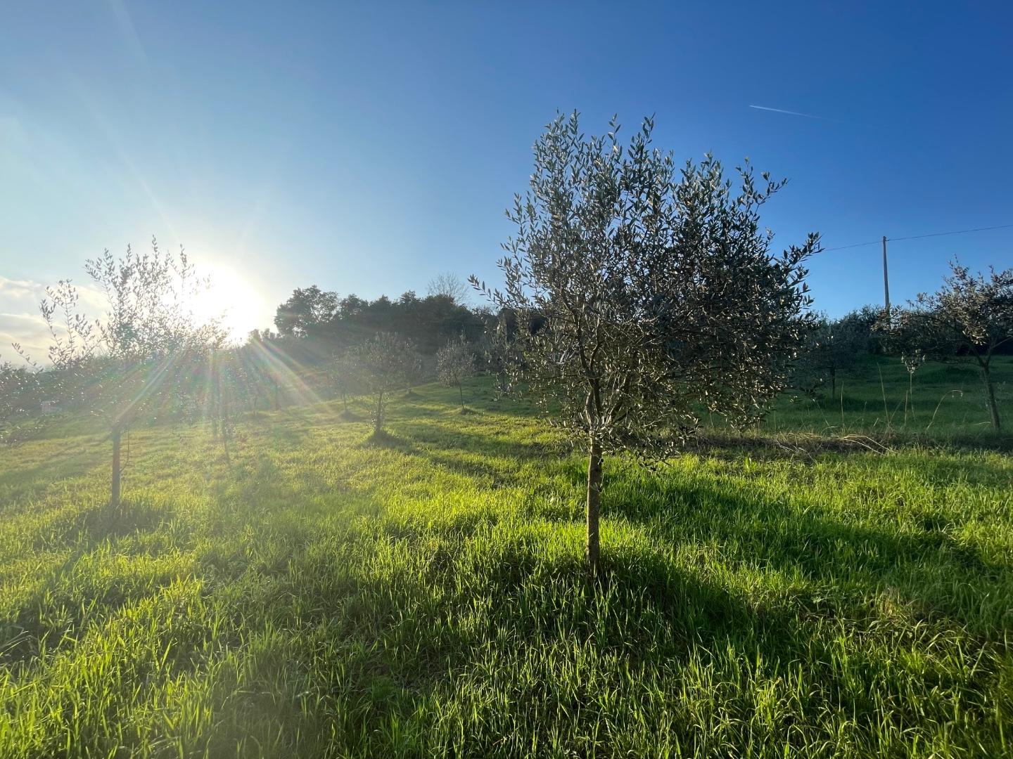 Terreno agricolo in vendita a Casciana terme lari | Agenzia Toscana Immobiliare