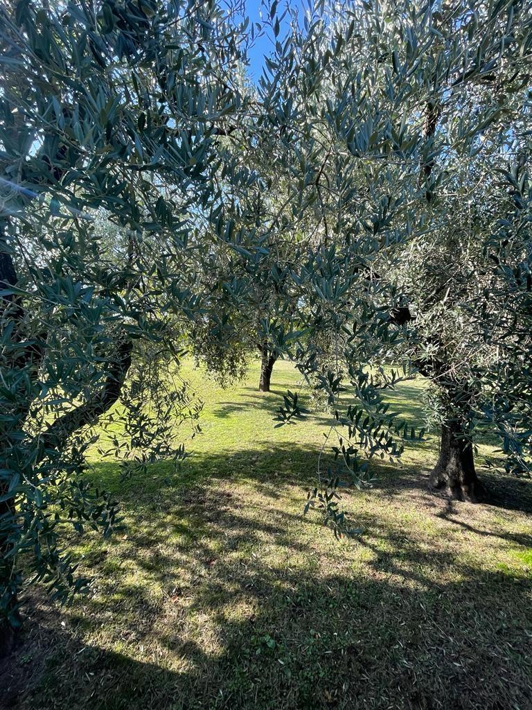 Terreno edif. residenziale in vendita a Montignoso