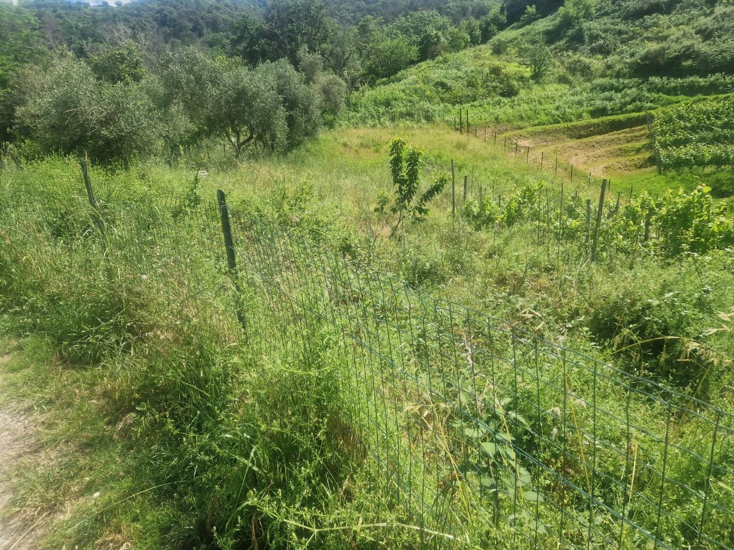 Terreno agricolo in vendita a Carrara