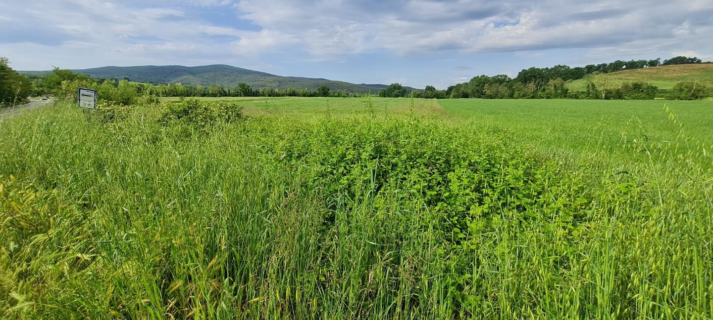 Terreno agricolo in vendita a Monteriggioni