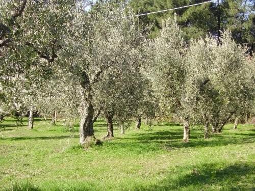 Terreno edif. residenziale in vendita a Massa e Cozzile