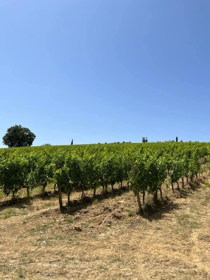 Terreno agricolo in vendita a Castelnuovo Berardenga