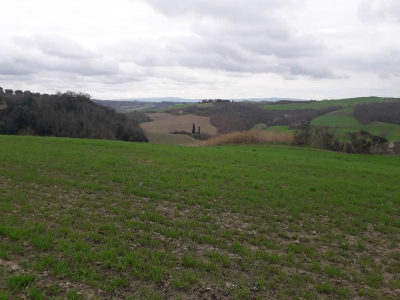 Terreno agricolo in vendita a Asciano