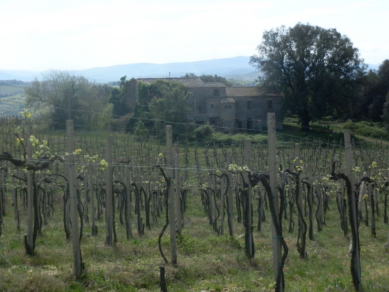 Azienda agricola in vendita a San Gimignano