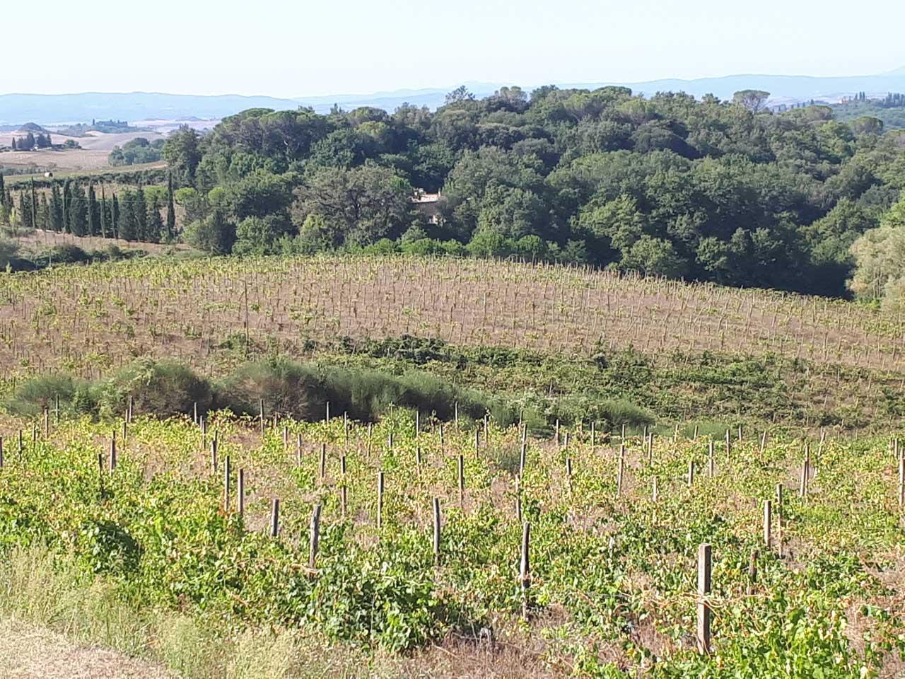 Terreno agricolo in vendita a Castelnuovo Berardenga