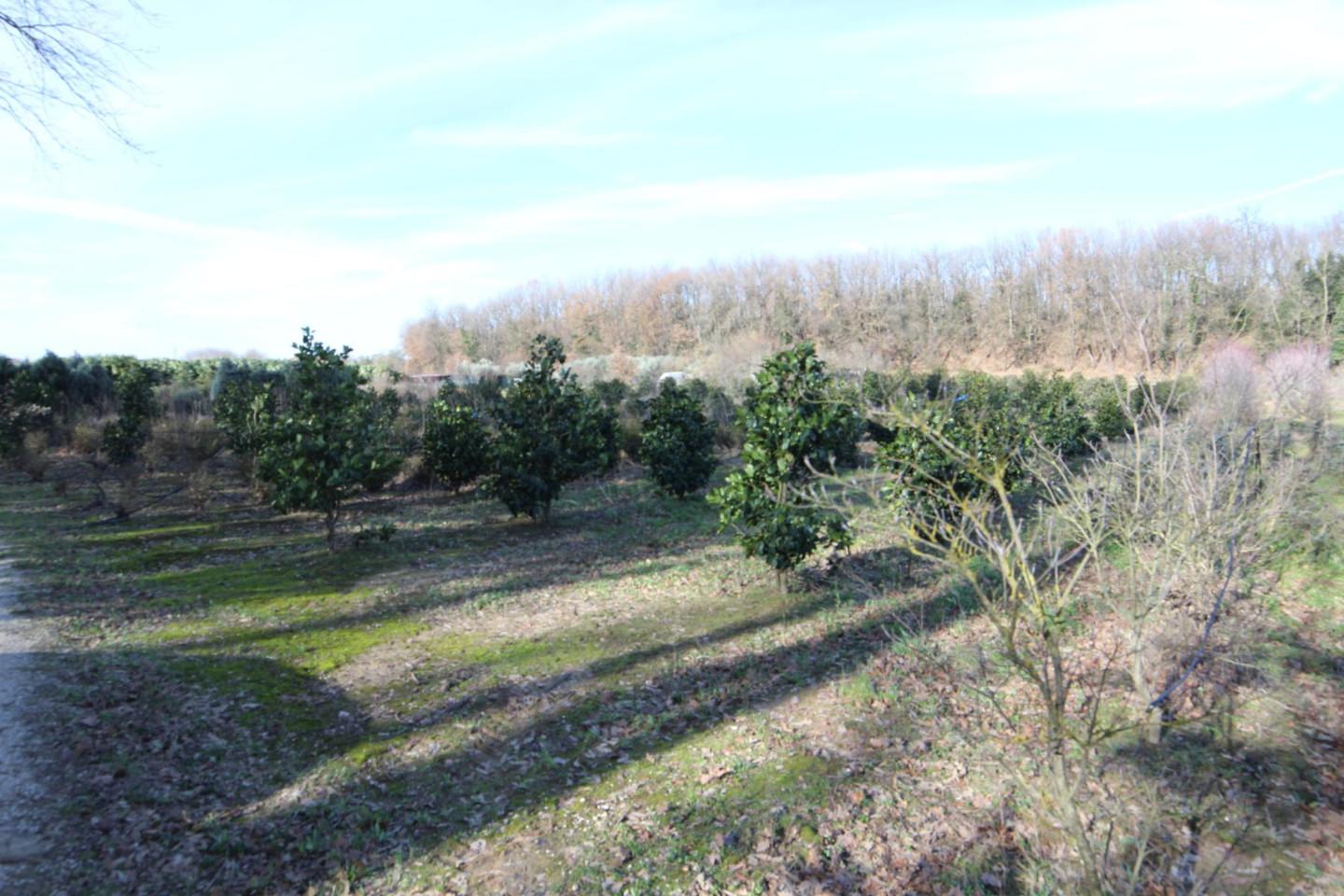 Terreno agricolo in vendita a Larciano