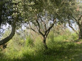 Casa indipendente in vendita a Ponzano Superiore, Santo Stefano Di Magra (SP)