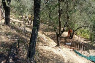 Terreno agricolo in vendita a Tendola, Fosdinovo (MS)