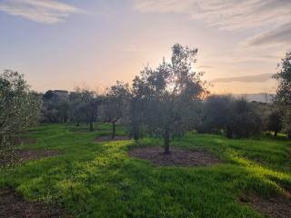 Terreno agricolo in vendita a Cerretti, Santa Maria A Monte (PI)