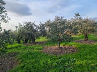 Terreno agricolo in vendita a Cerretti, Santa Maria A Monte (PI)