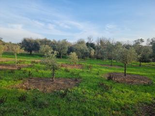 Terreno agricolo in vendita a Cerretti, Santa Maria A Monte (PI)