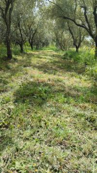 Terreno agricolo in vendita a Cascina (PI)