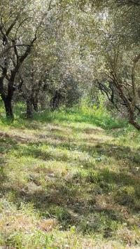 Terreno agricolo in vendita a Cascina (PI)