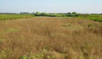 Terreno agricolo in vendita a Campi Bisenzio (FI)