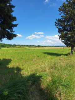 Terreno agricolo in vendita a Collesalvetti (LI)