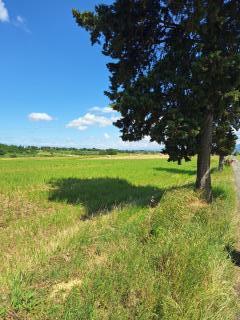 Terreno agricolo in vendita a Collesalvetti (LI)