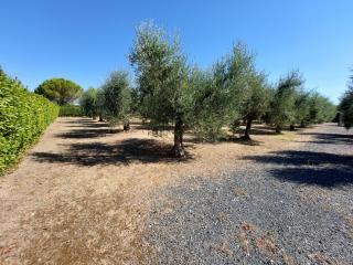 Rustico in vendita a Vada, Rosignano Marittimo (LI)