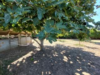 Rustico in vendita a Vada, Rosignano Marittimo (LI)