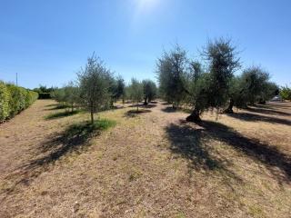 Rustico in vendita a Vada, Rosignano Marittimo (LI)