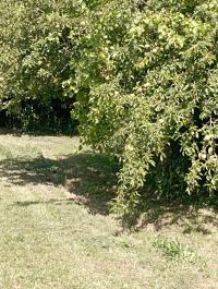 Terreno agricolo in vendita a La Vettola, Pisa (PI)