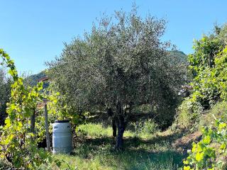 Terratetto in vendita a Bargana, Massa (MS)