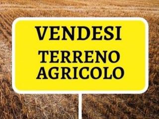 Terreno agricolo in vendita a Melone, Santa Maria A Monte (PI)