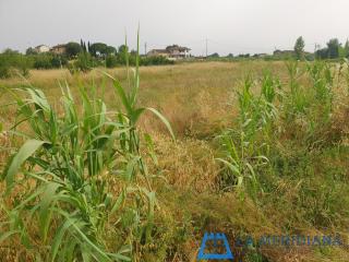 Terreno agricolo in vendita a Larciano (PT)