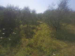 Annesso agricolo in vendita a Capannoli (PI)