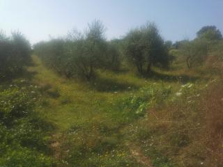 Annesso agricolo in vendita a Capannoli (PI)