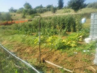 Annesso agricolo in vendita a Capannoli (PI)