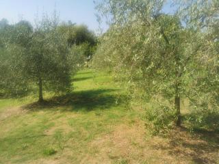 Annesso agricolo in vendita a Capannoli (PI)