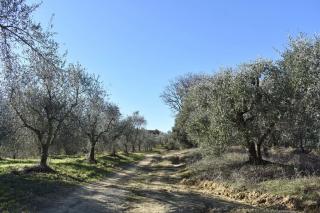 Rustico in vendita a San Gimignano (SI)