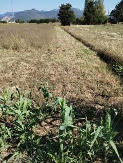 Terreno agricolo in vendita a Latignano, Cascina (PI)