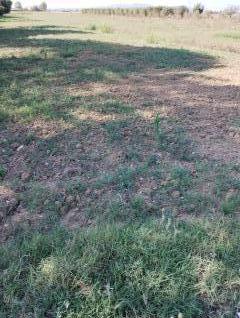 Terreno agricolo in vendita a Latignano, Cascina (PI)