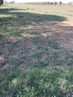 Terreno agricolo in vendita a Latignano, Cascina (PI)