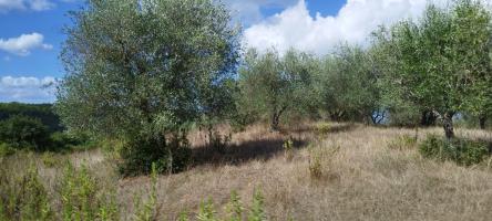 Terreno edificabile in vendita a Cinigiano (GR)