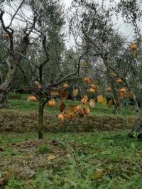 Terreno agricolo in vendita a Camaiore (LU)