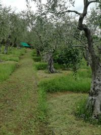 Terreno agricolo in vendita a Camaiore (LU)