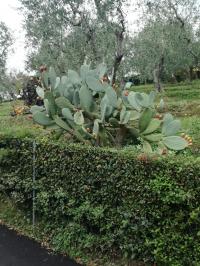 Terreno agricolo in vendita a Camaiore (LU)