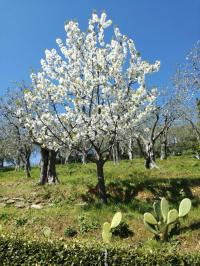 Terreno agricolo in vendita a Camaiore (LU)