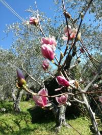 Terreno agricolo in vendita a Camaiore (LU)