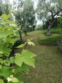 Terreno agricolo in vendita a Camaiore (LU)