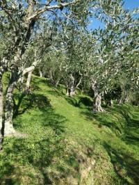 Terreno agricolo in vendita a Camaiore (LU)