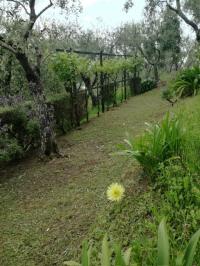 Terreno agricolo in vendita a Camaiore (LU)