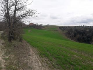 Terreno agricolo in vendita a Asciano (SI)