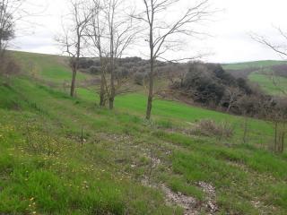 Terreno agricolo in vendita a Asciano (SI)