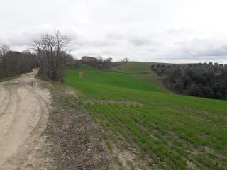 Terreno agricolo in vendita a Asciano (SI)