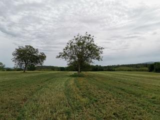 Terreno agricolo in vendita a Poggibonsi (SI)