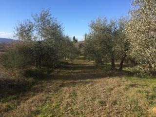 Terreno agricolo in vendita a Poggibonsi (SI)