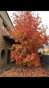 Appartamento in vendita a Cascina (PI)